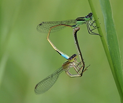 [The male holds a piece of vertical grass as the tail end of his body curls downward to latch behind the head of the female. The female curls the entire thin part of her body upward to latch the tail end to a section of the male just behind and below his thorax. Her green thorax is a brownish green.]